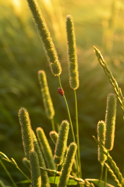 红色瓢虫在绿色仙人掌植物白天
